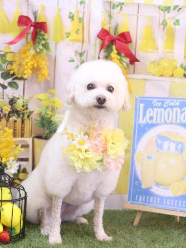 20240414MAPLEちゃん